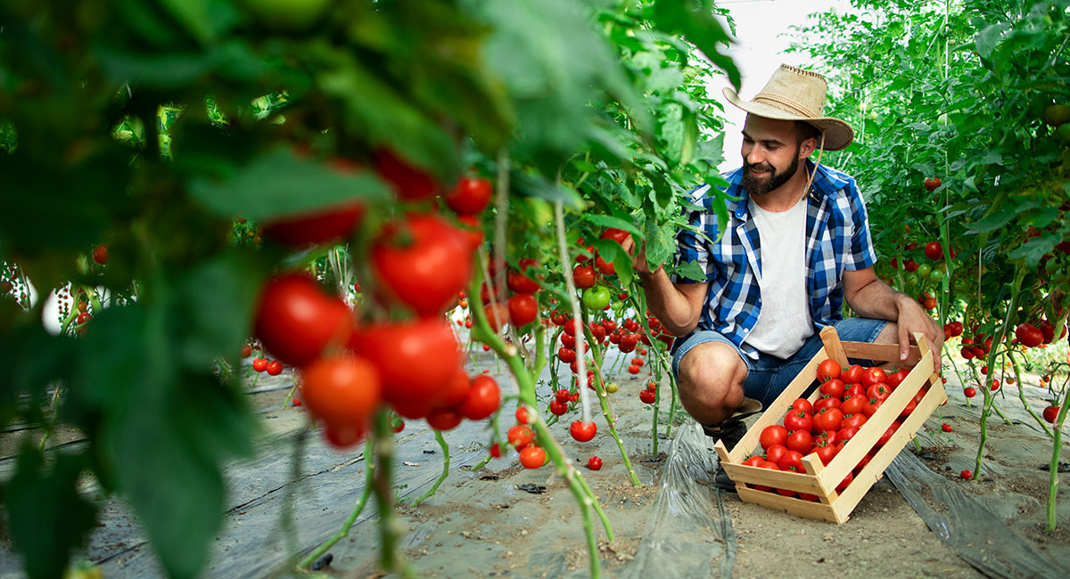Modern Techniques to Boost Crop Yield